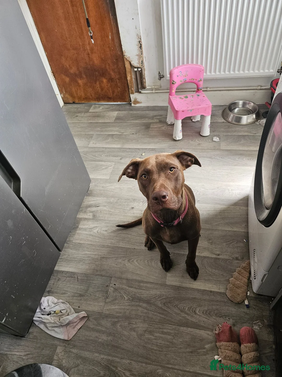 Mixed Breed dogs for sale: Doberman x labradour  - Advert 1
