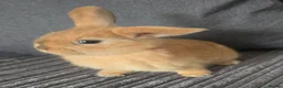 Mixed Breed rabbits for sale: Baby Bunnies for sale - Advert 1