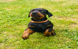 Dobermann dogs for sale: FULLY HEALTH & HEART TESTED KC in Whitland - Image 13