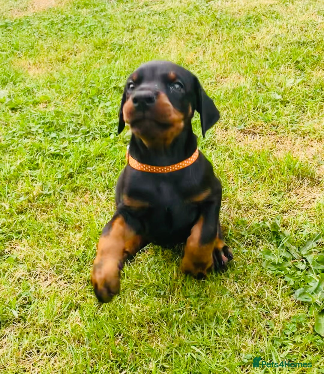 Dobermann dogs for sale: FULLY HEALTH & HEART TESTED KC in Whitland - Image 13