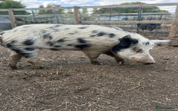 Pig livestock for sale: Micro Pig Proven Boar - Image 1