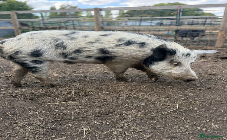 Pig livestock - Advert 3