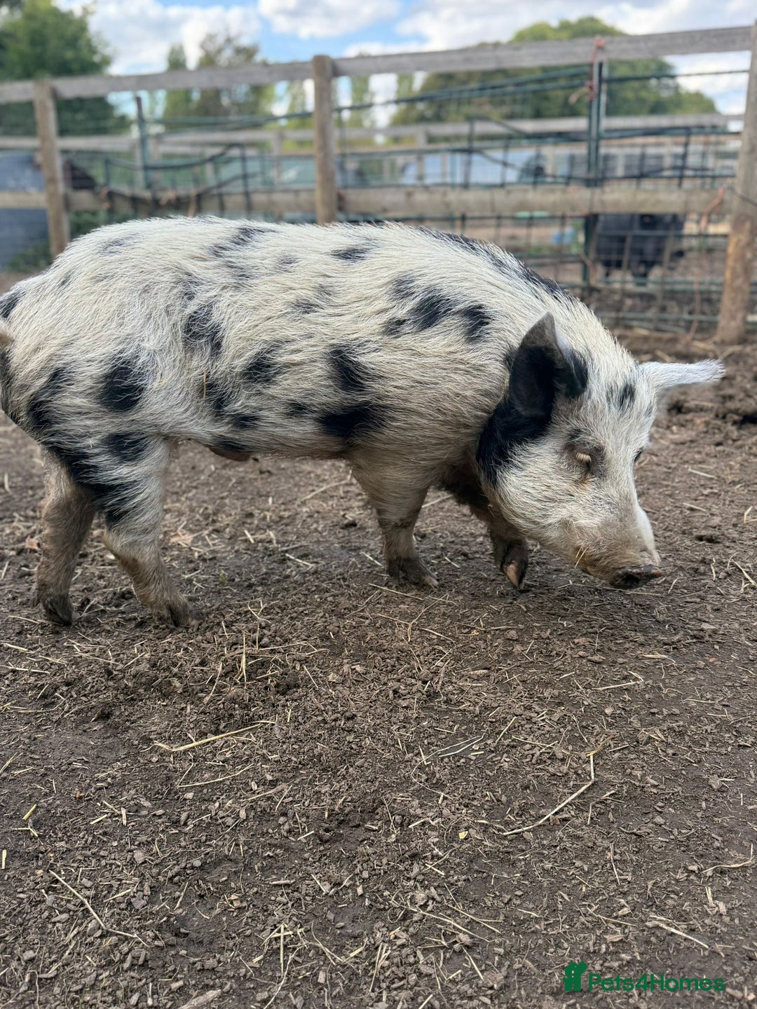 Pig livestock for sale: Micro Pig Proven Boar - Image 1