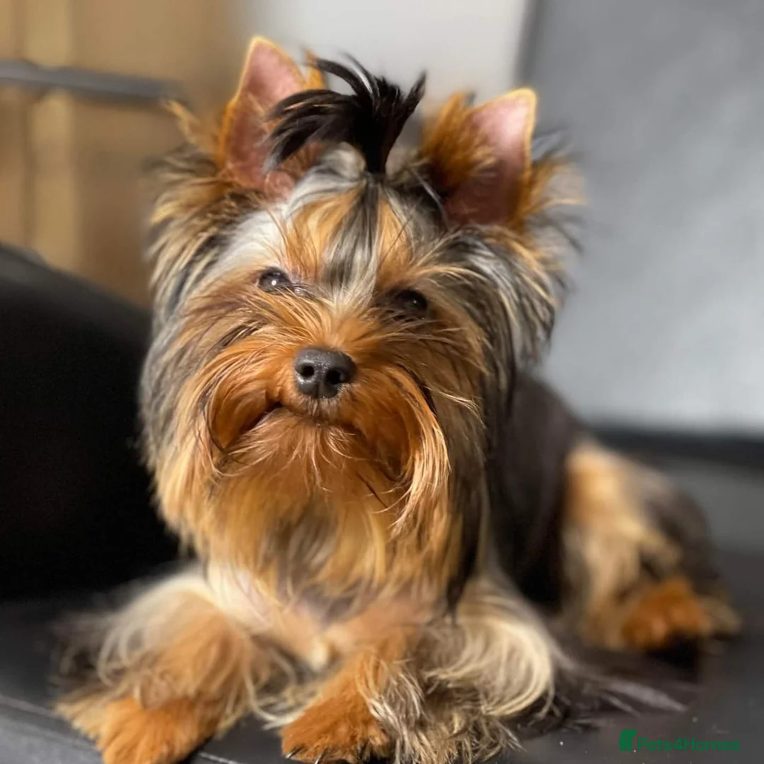Yorkshire Terrier dogs for stud: Male Fererro.  Stud - Advert 1