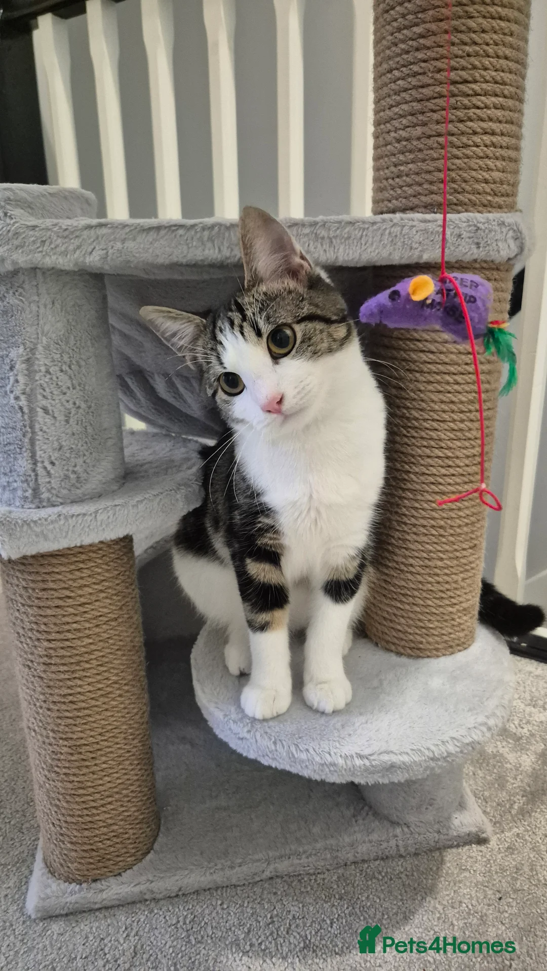 Mixed Breed cats for sale: Stunning 6 month female tabby - Advert 2