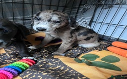 Mixed Breed dogs for sale: Lurcher x lab pups READY NOW!! - Image 21