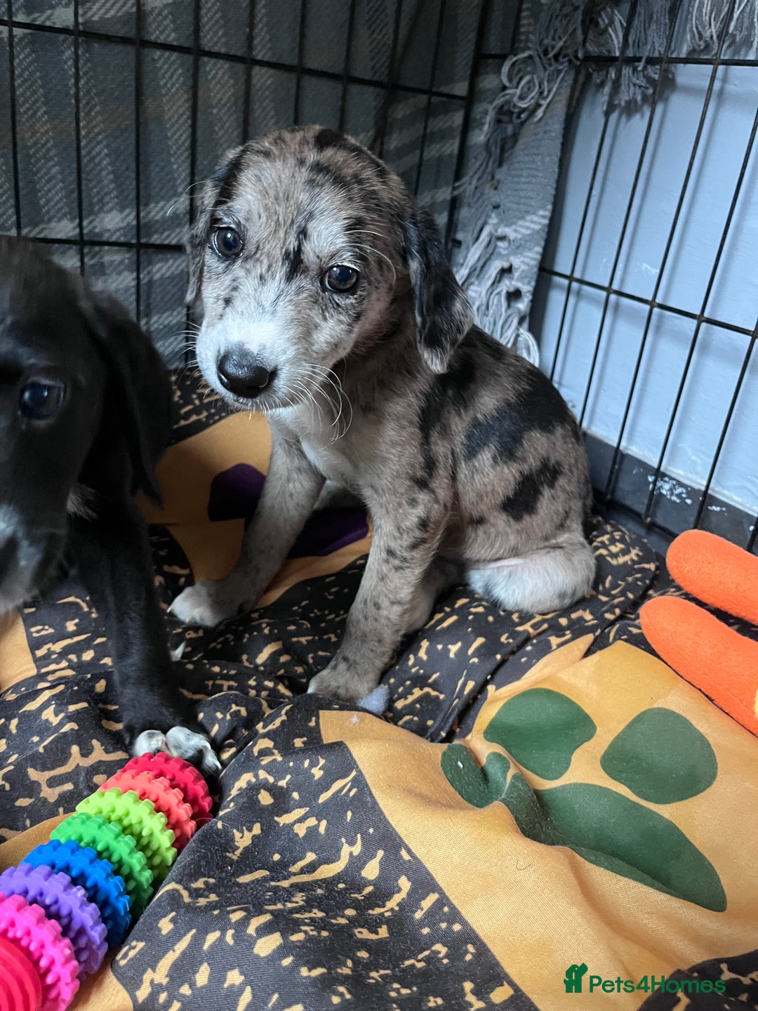 Mixed Breed dogs for sale: Lurcher x lab pups READY NOW!! - Image 21