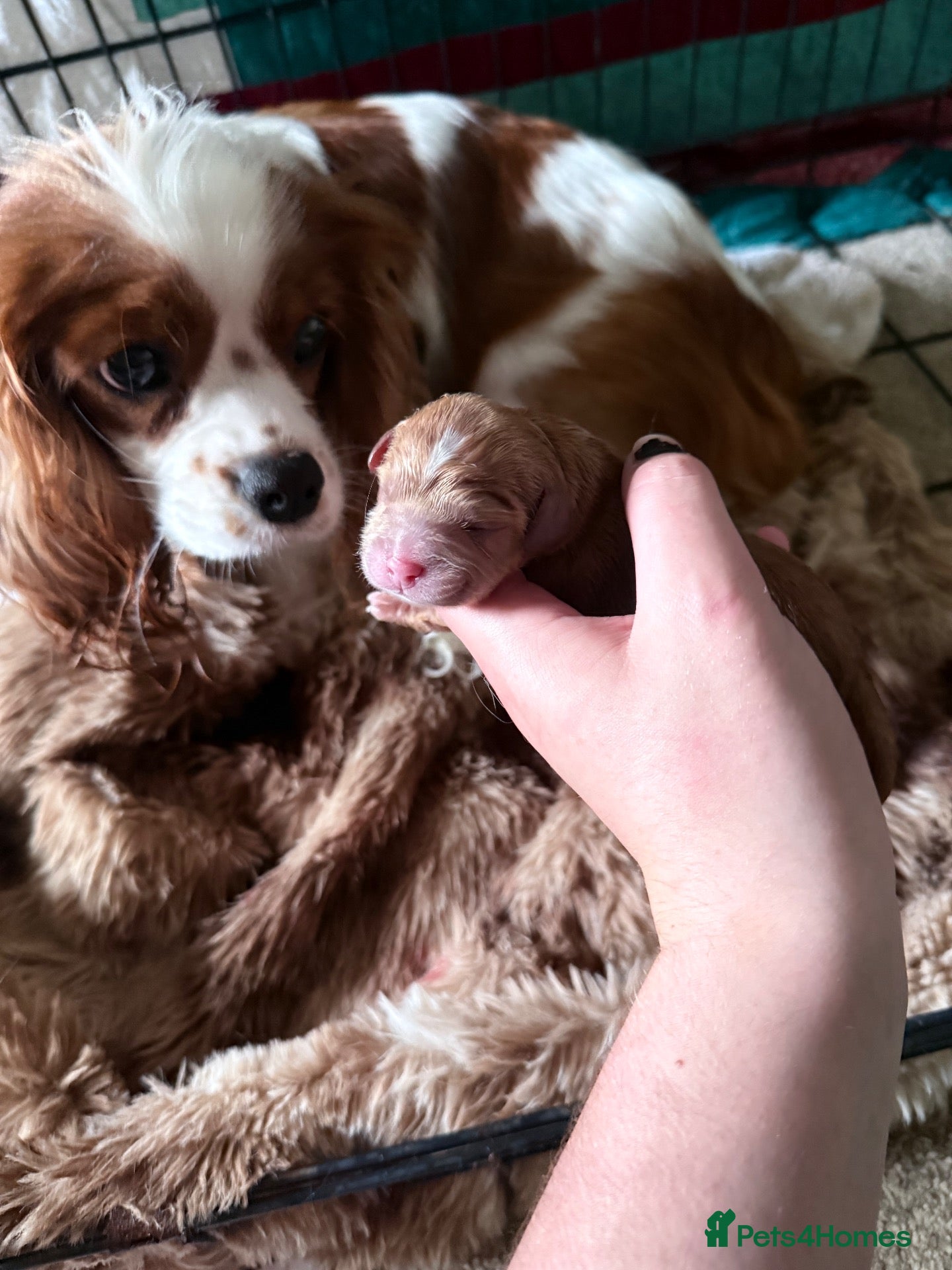 Cavapoo dogs Cavapoo puppies - Advert 4