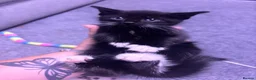 Mixed Breed cats for sale: Beautiful kittens  - Advert 9