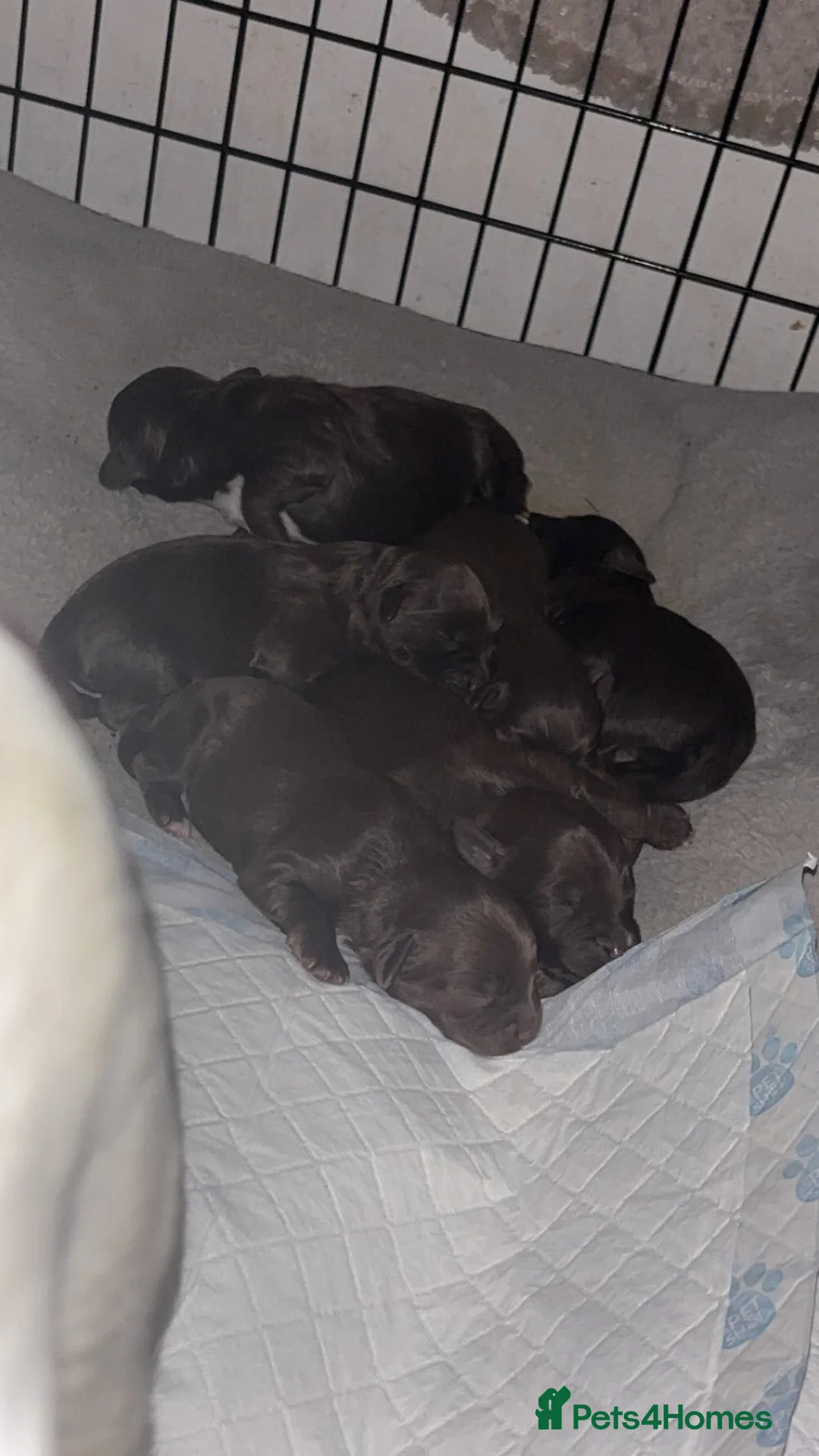 Cockapoo dogs for sale: Cockapoo puppies  - Advert 13