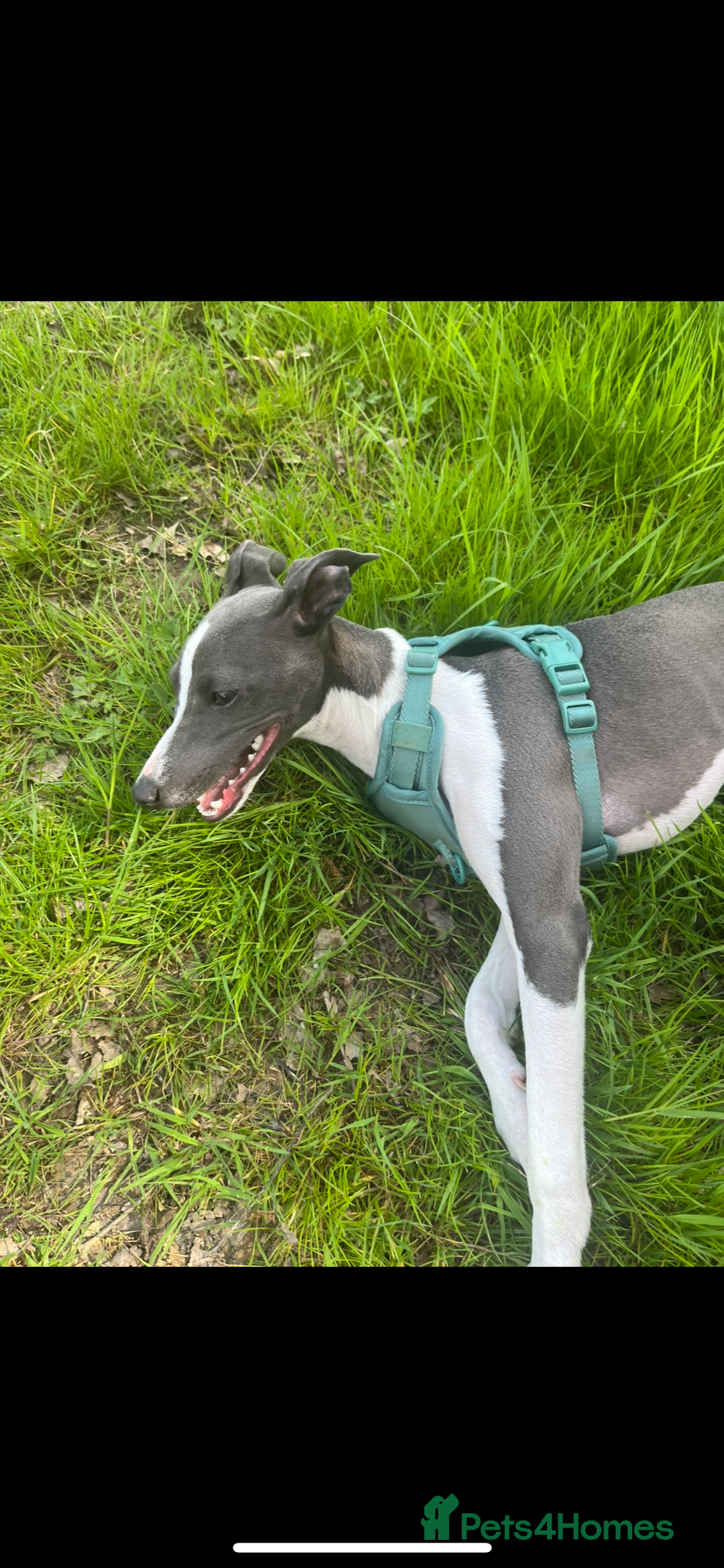 Italian Greyhound dogs for sale: Male Italian greyhound  - Image 4