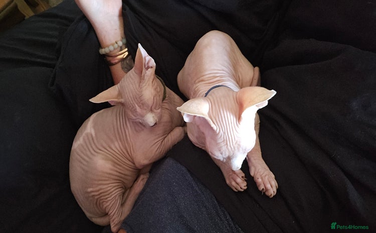 Sphynx cats - Advert 2