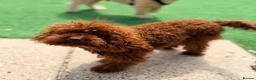 Toy Poodle dogs for stud: Deep Red Asian Toy Poodle Stud - Advert 3