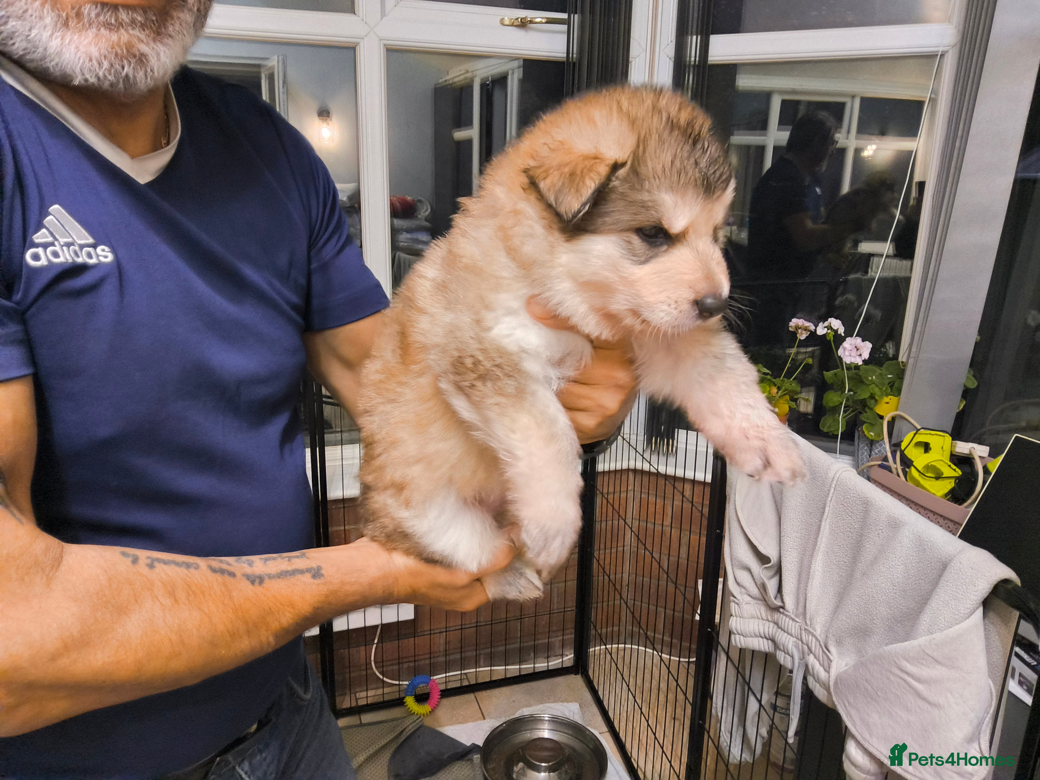 German Shepherd dogs  Pedigree German Shepherd pups straight backed - Advert 2