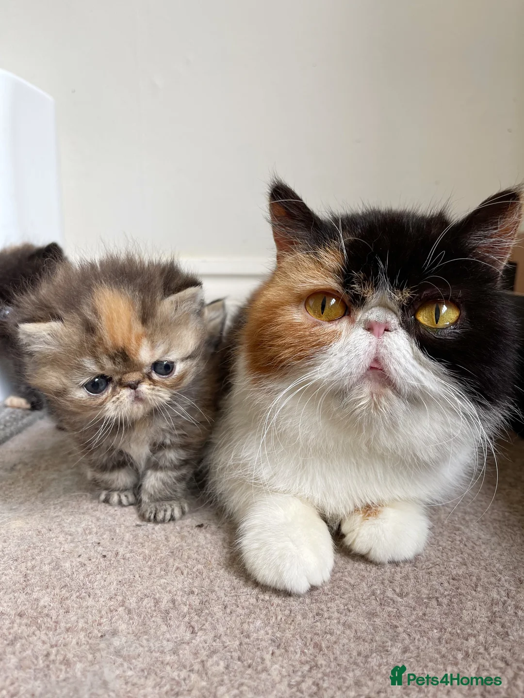 Exotic cats for sale: Beautiful pedigree girls, ready for Rehoming - Advert 12