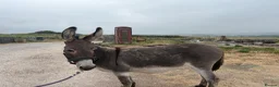 Donkey livestock for sale: Stunning Nelly  - Advert 2