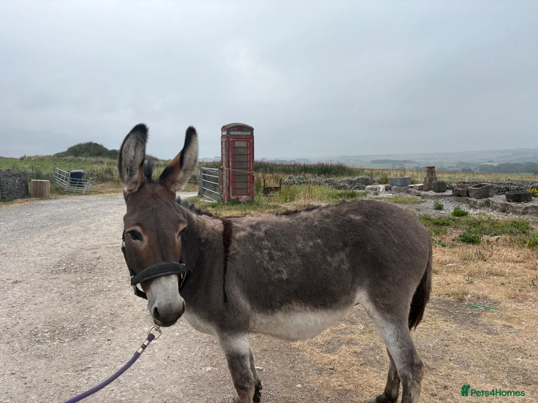 Donkey livestock for sale: Stunning Nelly  - Advert 2