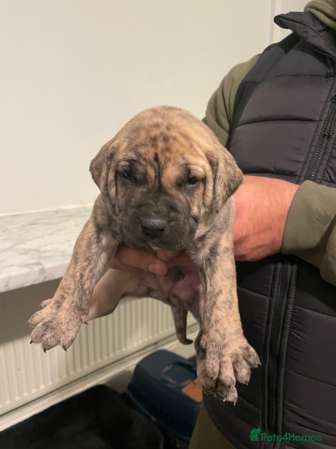 Presa Canario dogs for sale: Presa Canario Puppies Spanish x Serbian Imports - Advert 1
