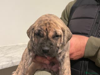 Presa Canario dogs Presa Canario Puppies Spanish x Serbian Imports - Advert 6