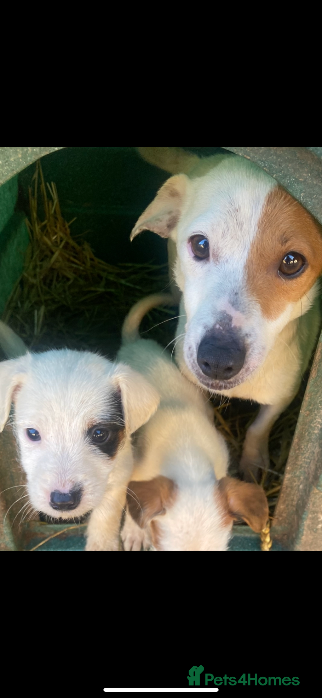 Jack Russell dogs for sale: 3 Jack Russel puppies  - Advert 7