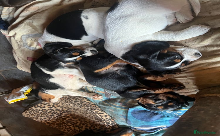 Mixed Breed dogs - Advert 3