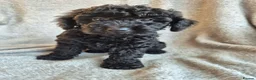 Miniature Poodle dogs for sale: Ready now! Only 2 girls left  - Advert 15