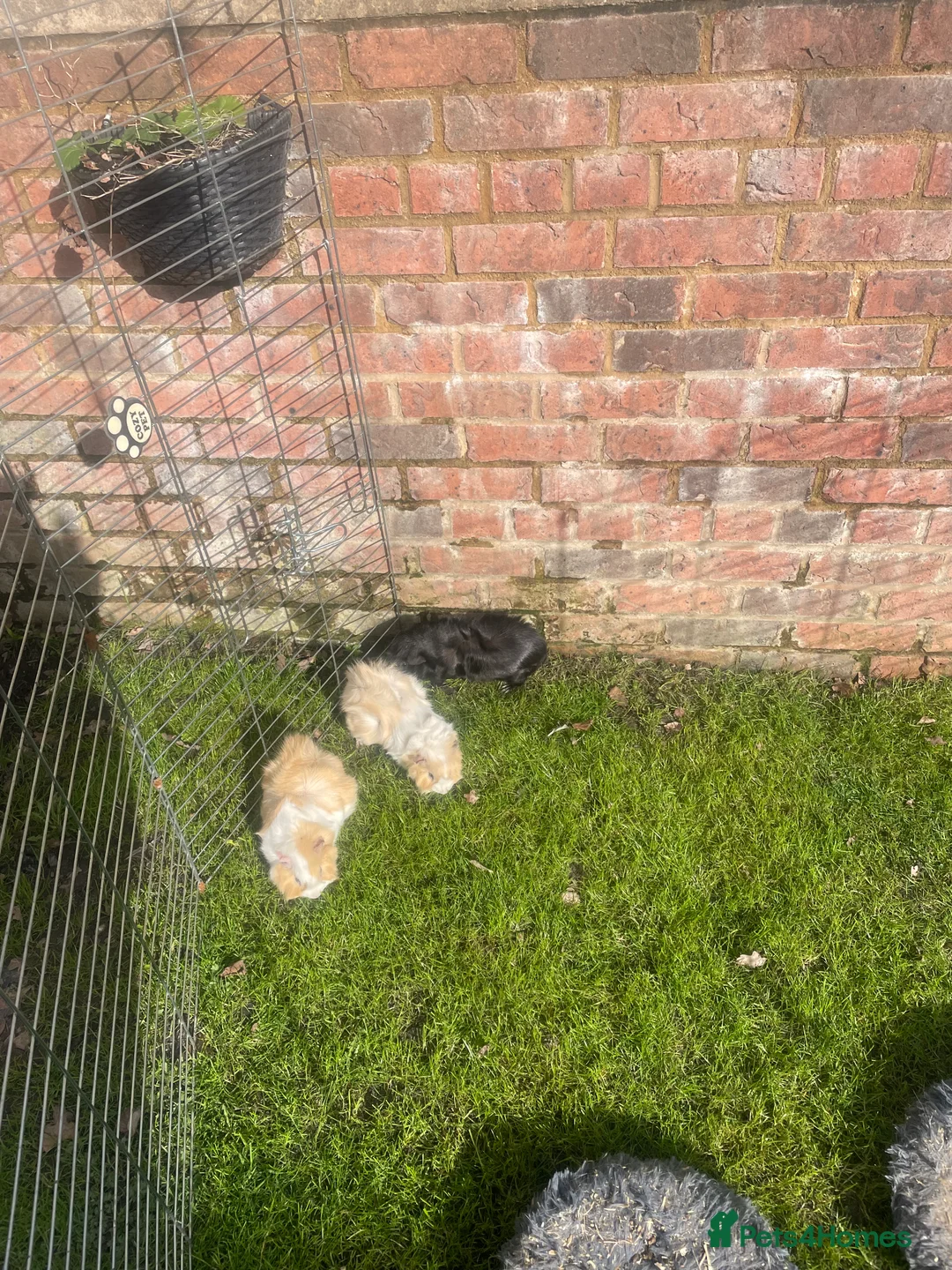 Guinea Pig rodents for sale: 3 Male Guinea pigs 15 months old - Advert 2