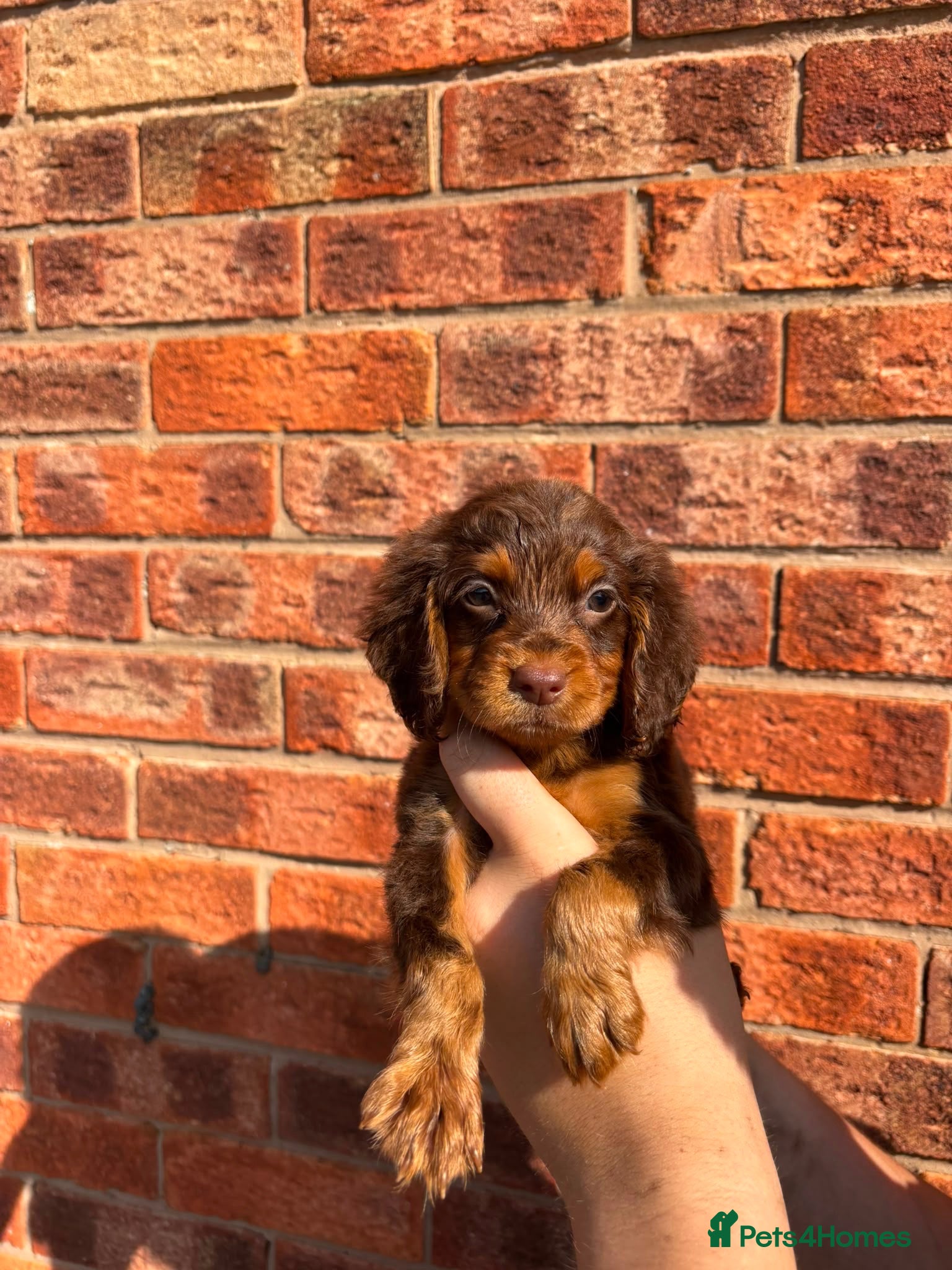 Cocker Spaniel dogs Quality working spaniels - Advert 2