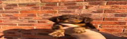 Cocker Spaniel dogs for sale: Quality working spaniels - Advert 2