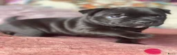 Staffordshire Bull Terrier dogs for sale: 🐾 KC  Staffordshire Bull Terrier Puppies in West Bromwich - Advert 16