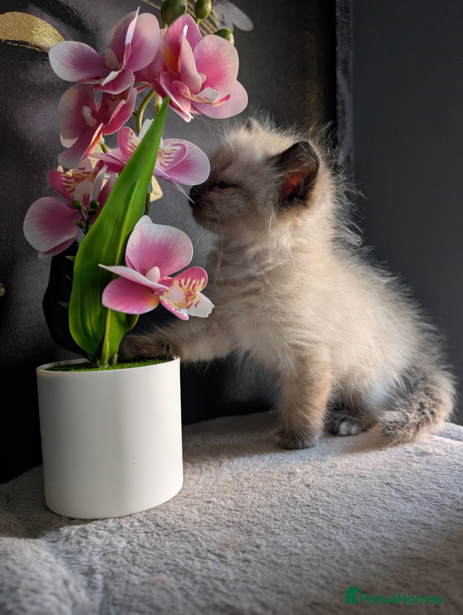 Ragdoll cats Beautiful Ragdoll Kittens – Only 2 Boys Left - Advert 20