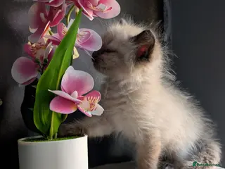 Ragdoll cats Beautiful Ragdoll Kittens – Only 2 Boys Left - Advert 3