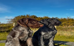 German Wirehaired Pointer dogs for sale: Liver German Wirehaired Pointer Puppy  - Image 3
