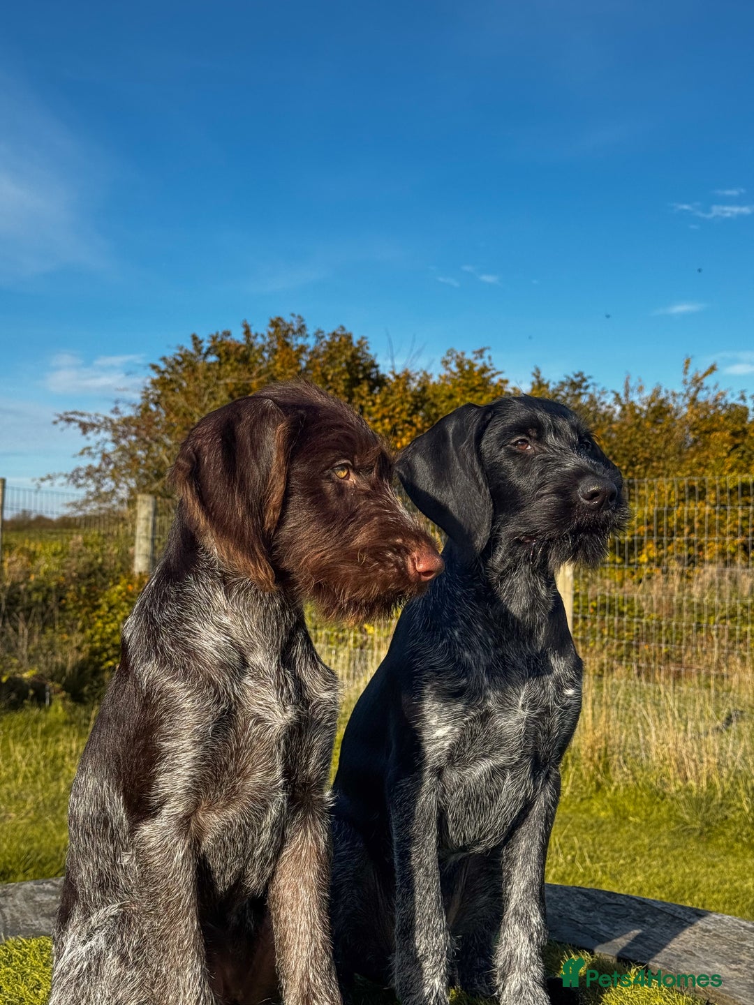 German Wirehaired Pointer dogs for sale: Liver German Wirehaired Pointer Puppy  - Image 3