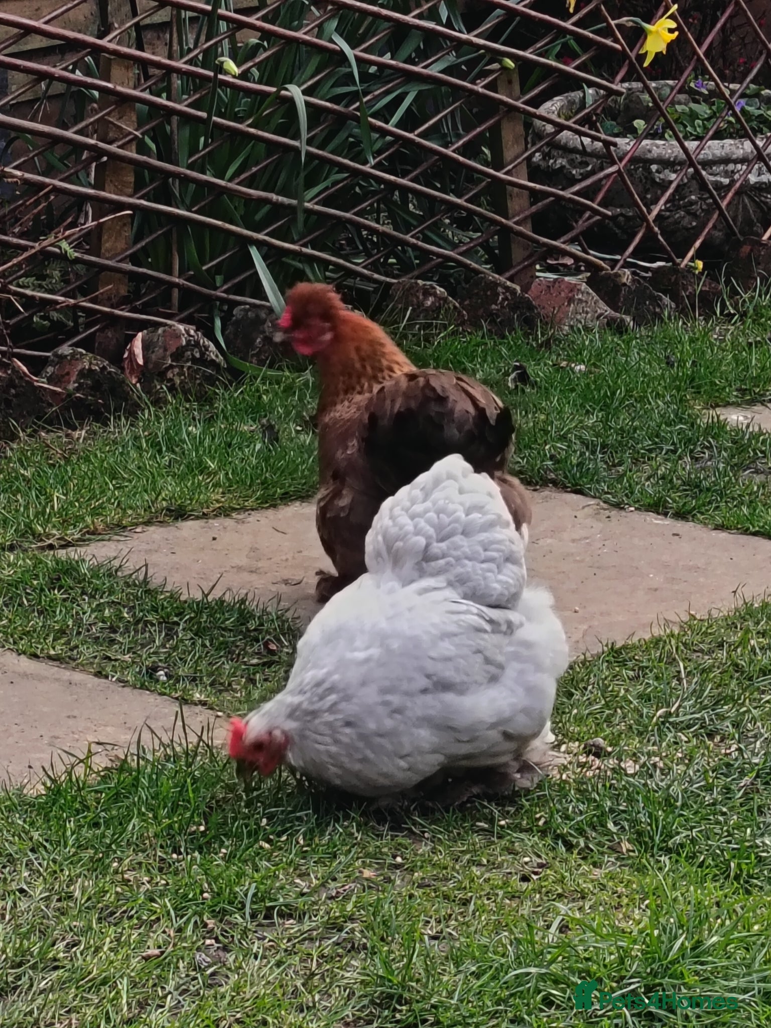 Chickens poultry Chickens for sale - Advert 4