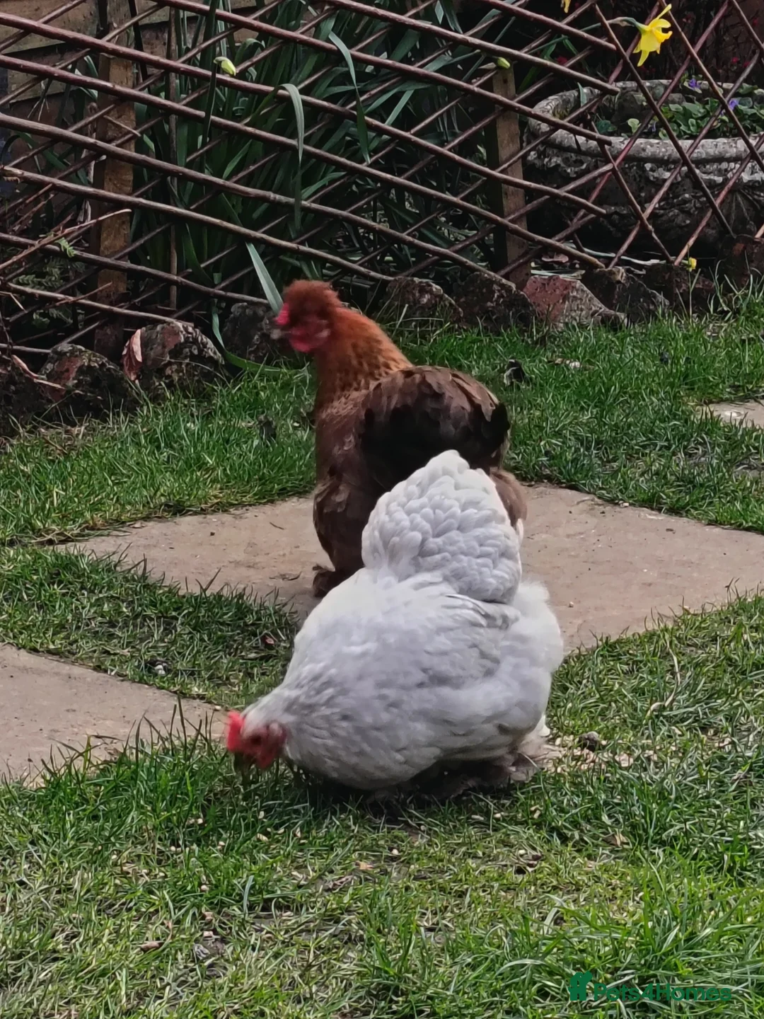 Chickens poultry for sale: Chickens for sale in Shrewsbury - Advert 1
