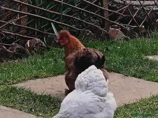 Chickens poultry Chickens for sale - Advert 3