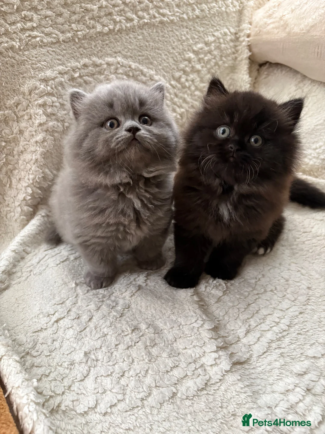British Longhair cats for sale: Adorable British Long Hair Kittens (Girl & Boy)  - Advert 2