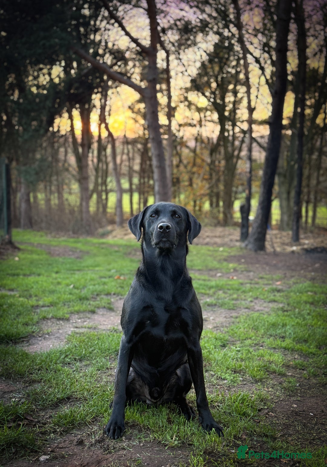 Labrador Retriever dogs for stud: Proven Gorgeous Black Lab in Mansfield - Advert 9