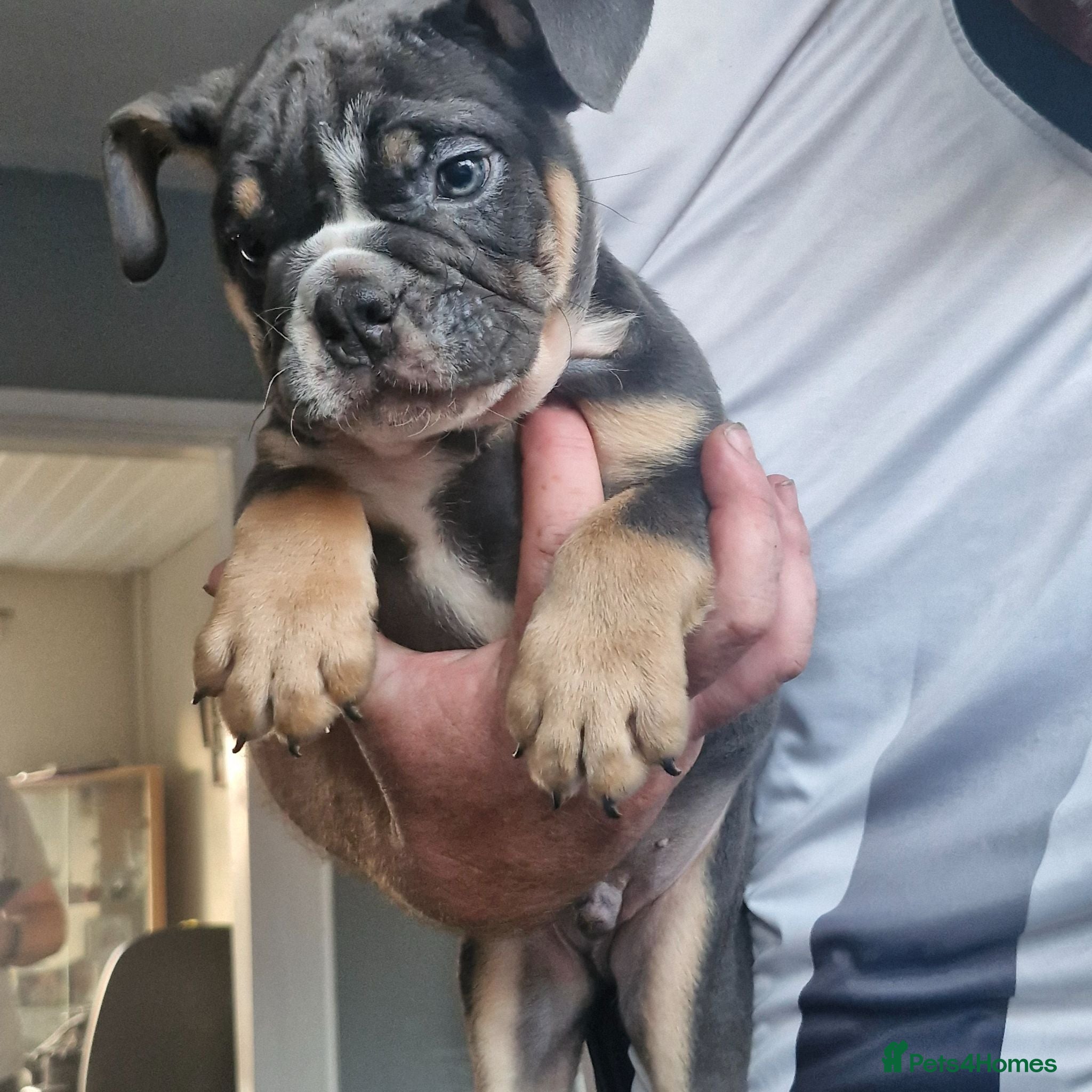 English Bulldog dogs READY TO LEAVE KC REG BLUE TRI ENGLISH BULLDOGS  - Advert 2