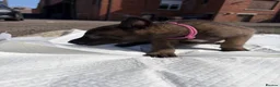 Belgian Shepherd Dog dogs for sale: Mali puppies  in Bishop Auckland - Advert 8