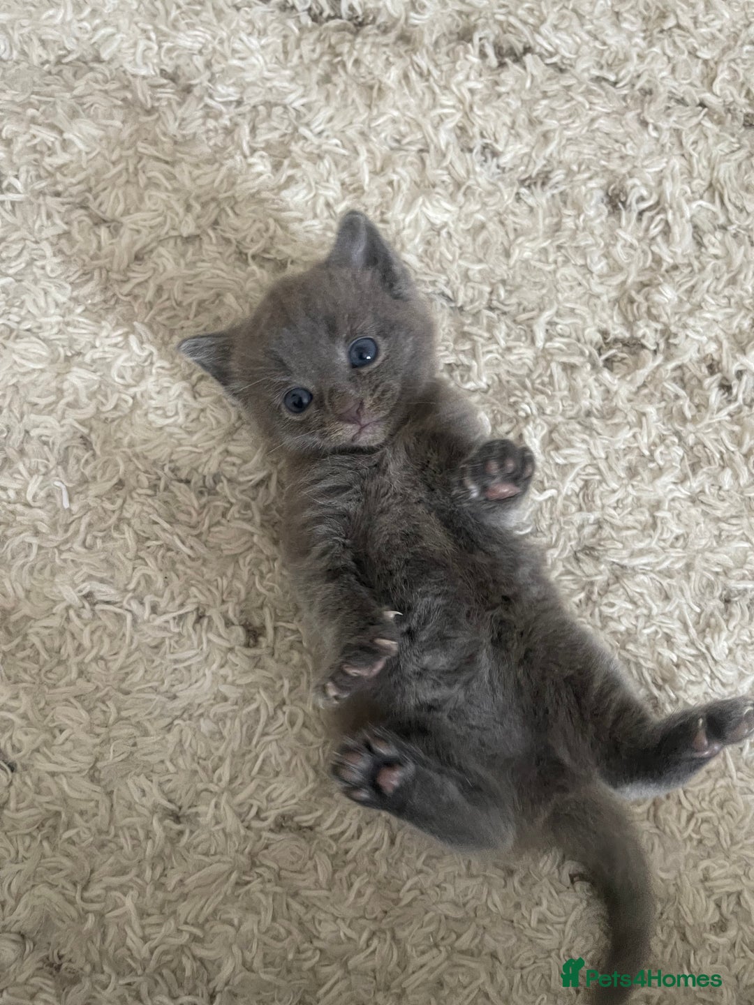 Ragdoll cats for sale: Ragdoll cross kittens - Image 4