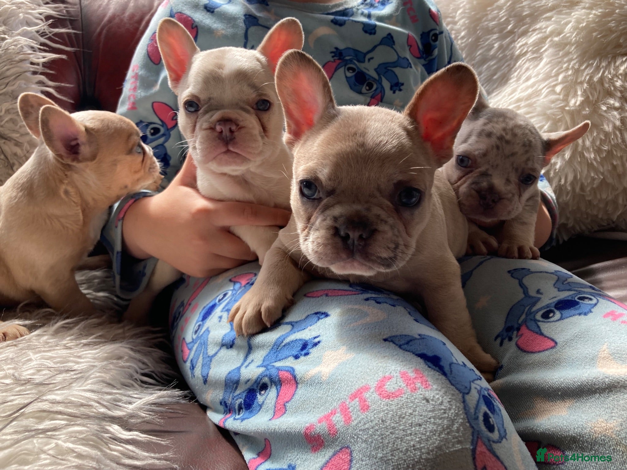 French Bulldog dogs French Bulldog Puppies - Advert 5