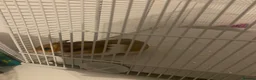 Hamster rodents for sale: Syrian hamster everything included  - Advert 2
