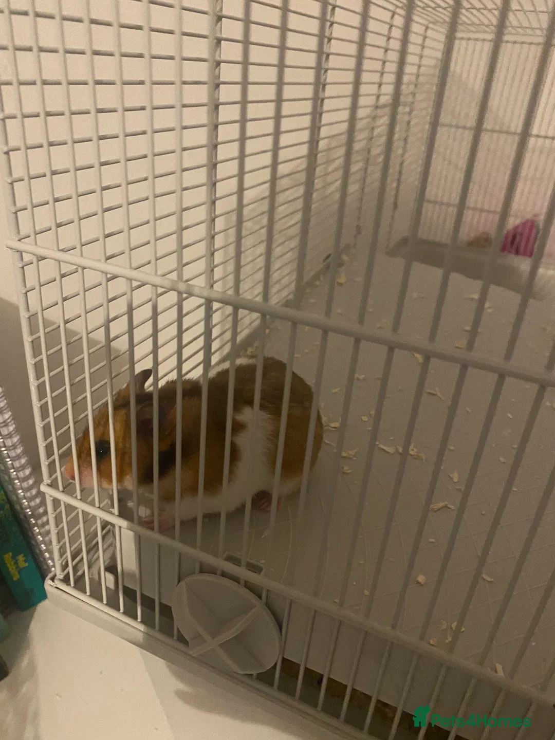 Hamster rodents for sale: Syrian hamster everything included  - Advert 2