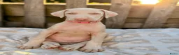 Dobermann dogs for sale: Exceptional White & Cream Doberman Puppies - Advert 37