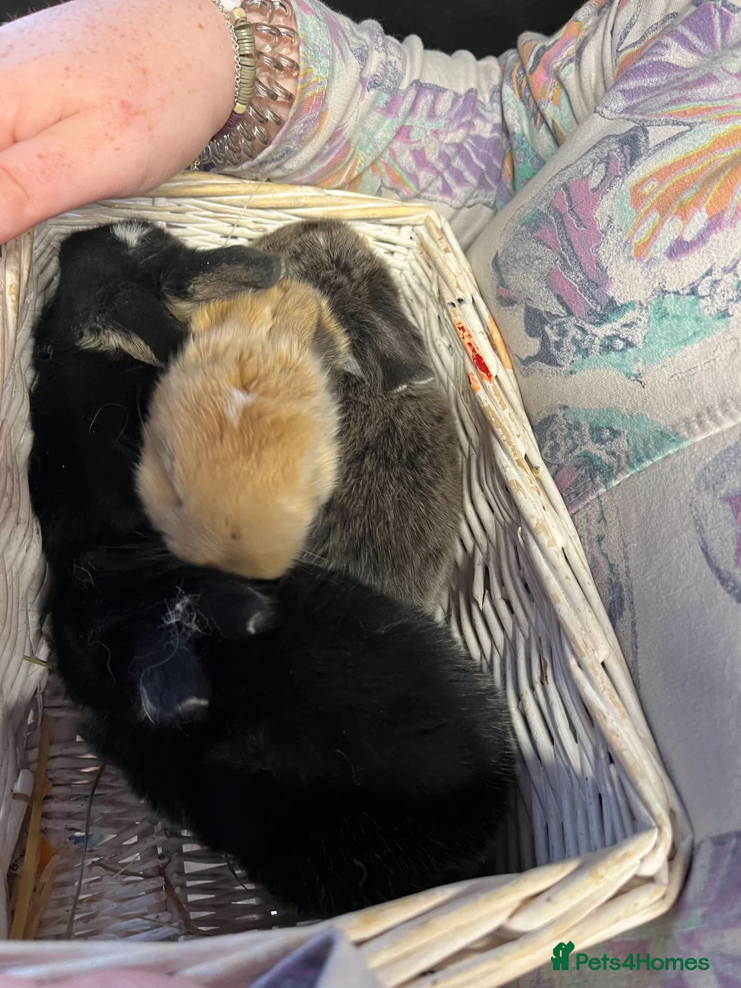 Mini Lop rabbits for sale: Early Spring Babies - Advert 9