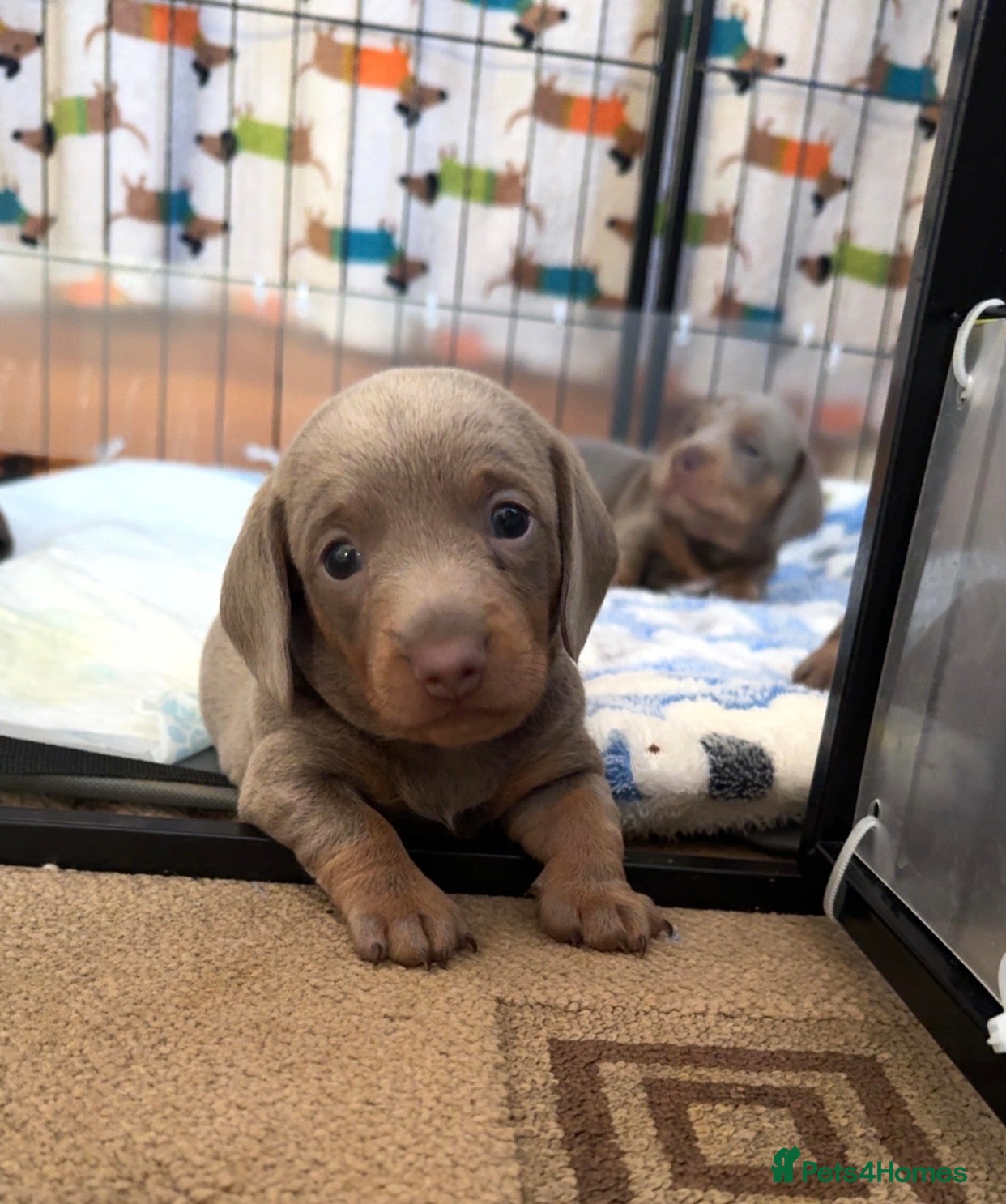 Miniature Dachshund dogs Short&Longhaired Miniature dachshund pups❤️ - Advert 6
