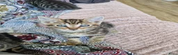 Mixed Breed cats for sale: Kittens looking for their forever home in London - Advert 8