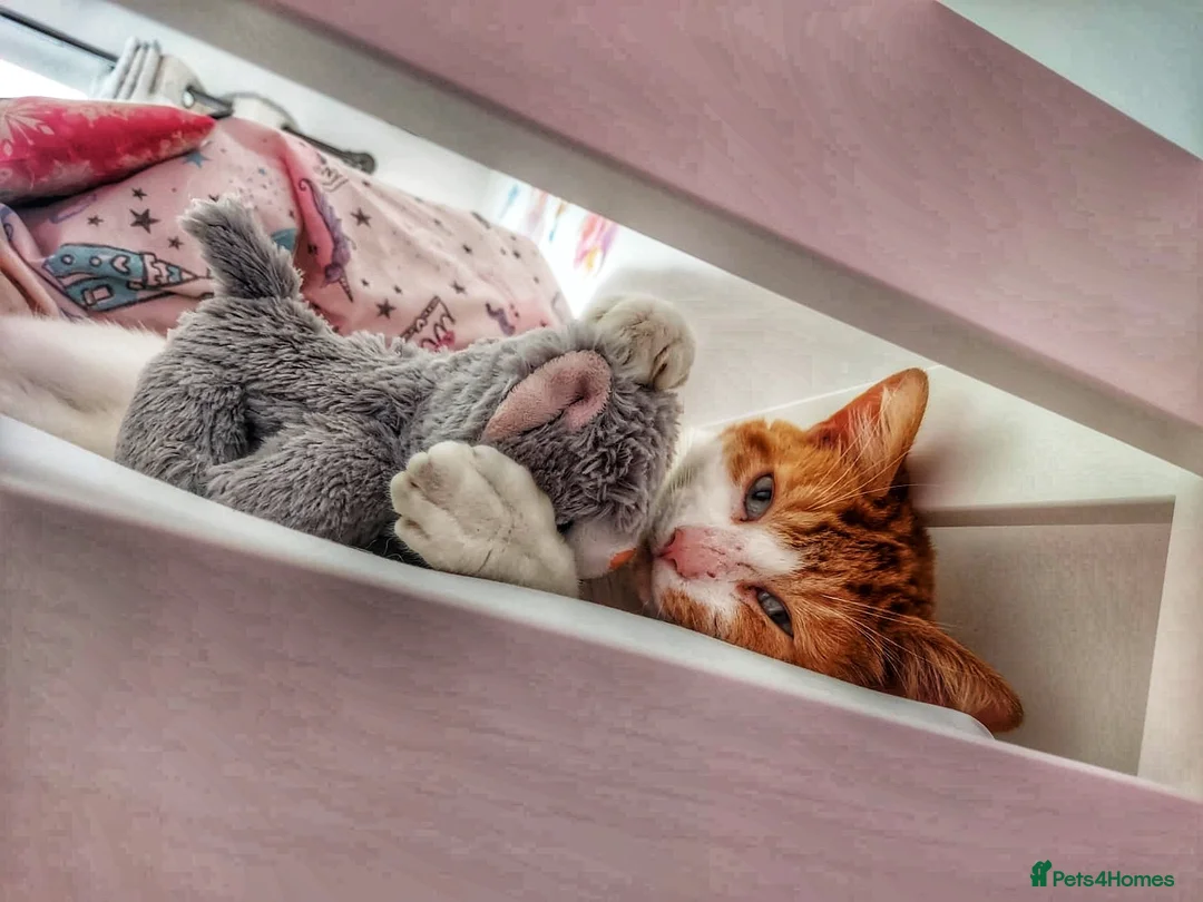Mixed Breed cats for sale: Ronnie Looking for a New Loving Home 🐈 in Coventry - Advert 1